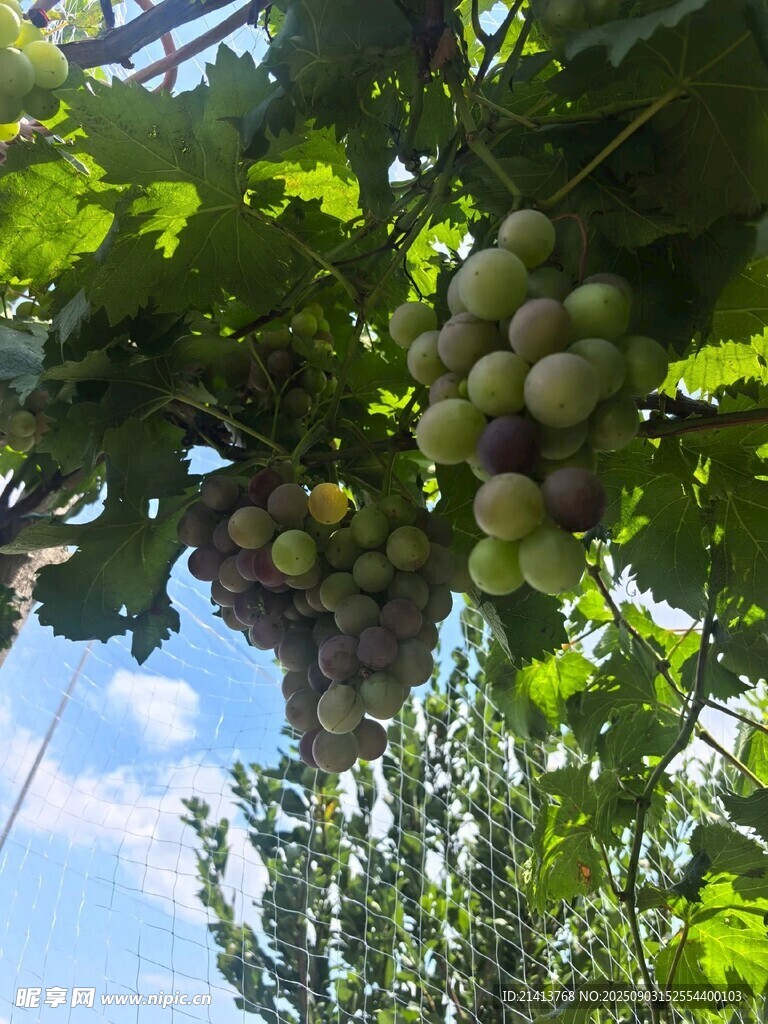 葡萄藤下硕果累累