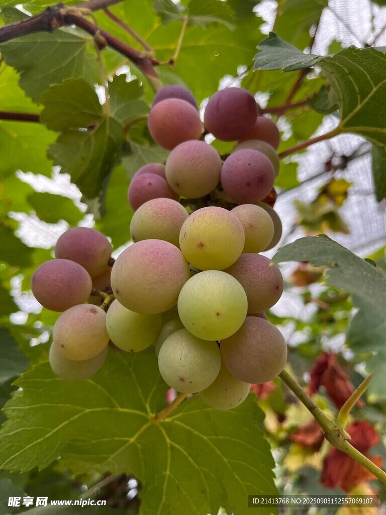 枝头饱满葡萄色泽诱人
