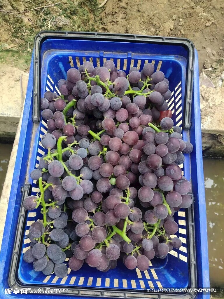 蓝筐中的新鲜紫葡萄
