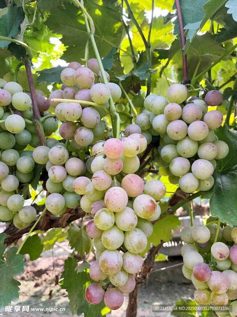 饱满葡萄挂枝头