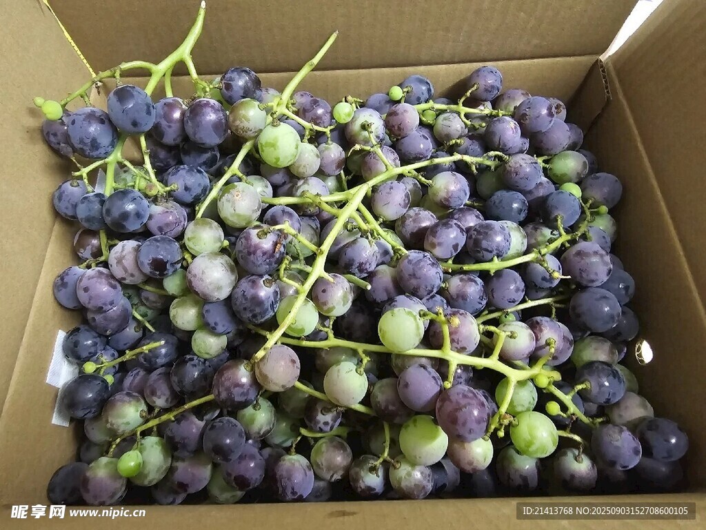 盒装紫葡萄新鲜诱人