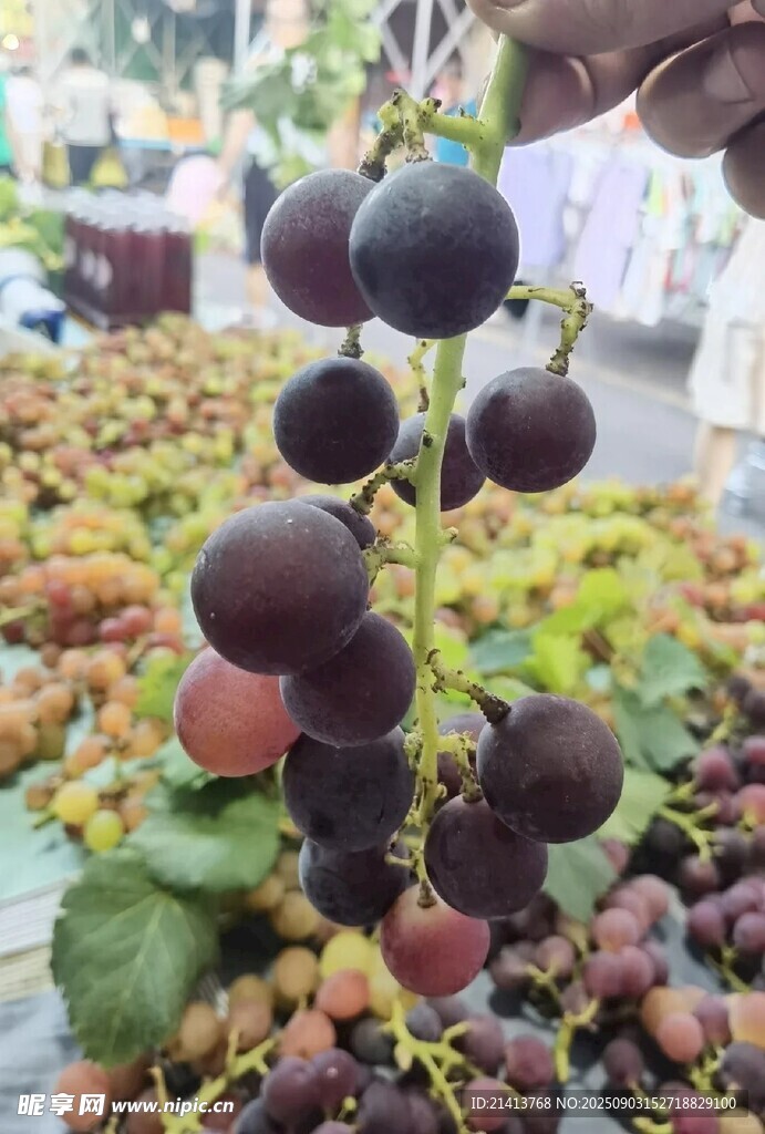 新鲜饱满的成串紫葡萄