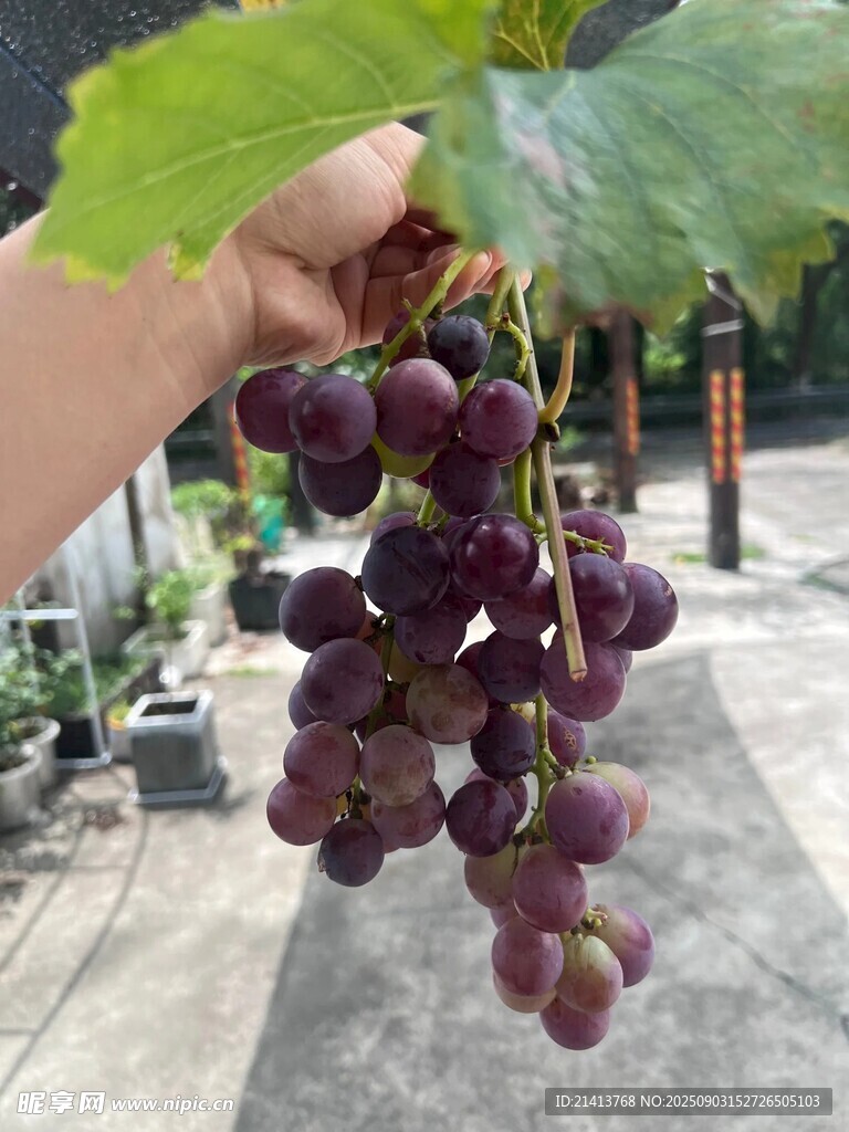 手捧紫葡萄 饱满诱人