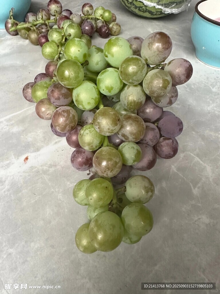 新鲜紫绿相间葡萄一串