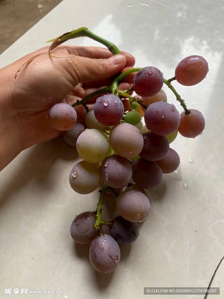 手捧紫葡萄串