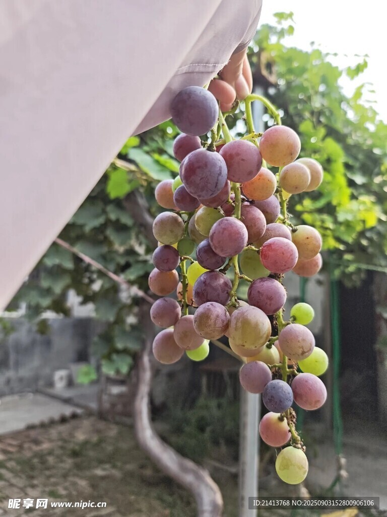 一串色彩缤纷的成熟葡萄