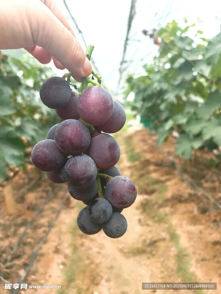 手捧紫葡萄于田园间