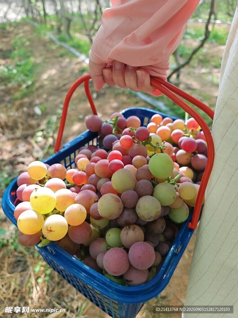 手拎蓝筐装满多彩果实