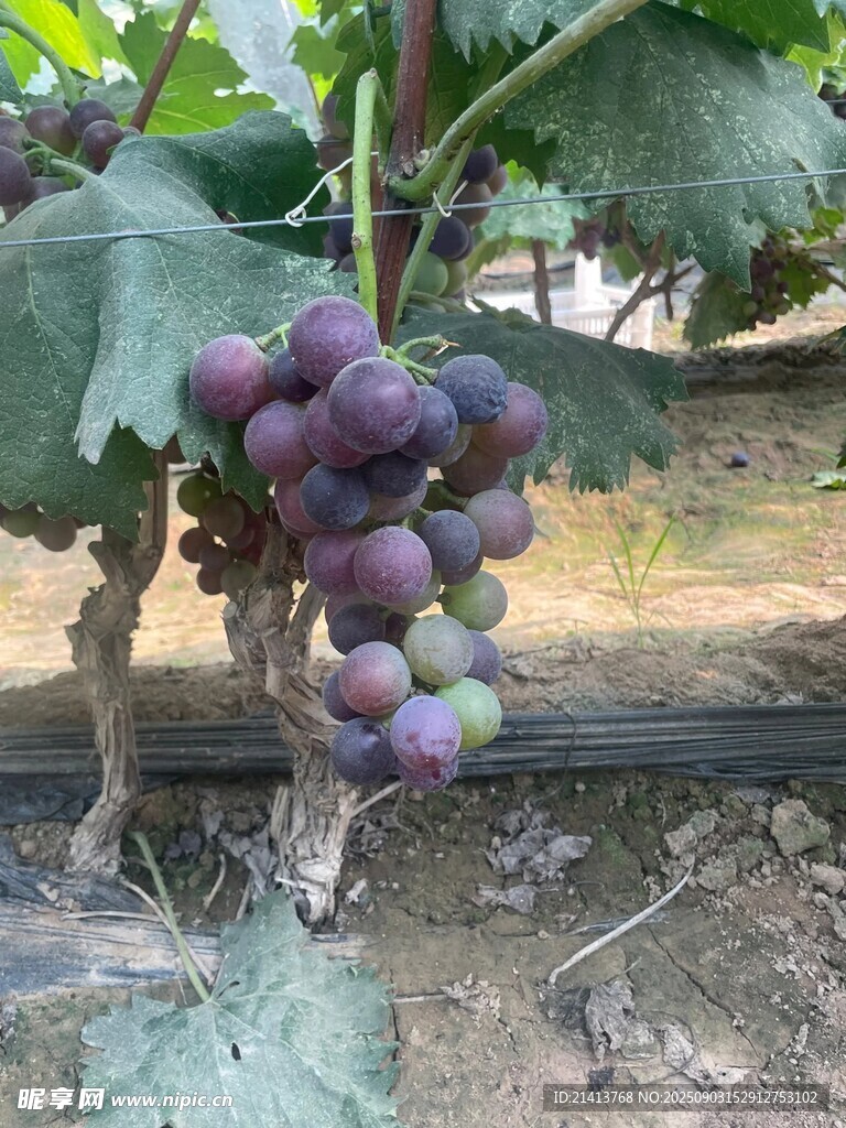 葡萄藤上成熟的紫葡萄