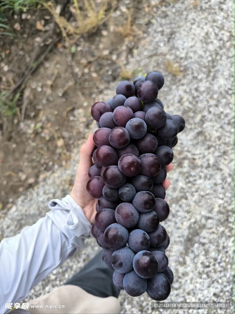 手捧紫黑色饱满葡萄