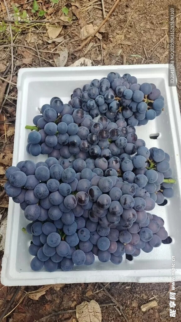 新鲜紫葡萄待售
