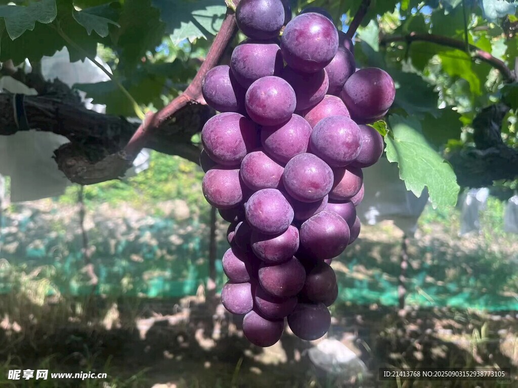 紫葡萄挂枝头