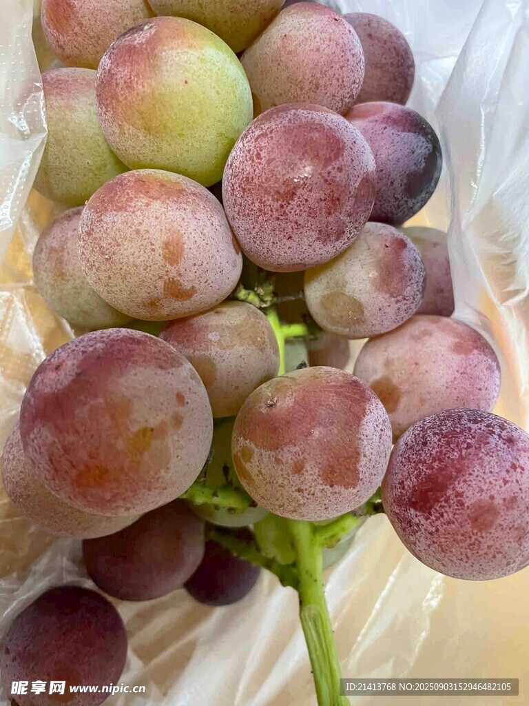 紫粉色新鲜葡萄果实特写