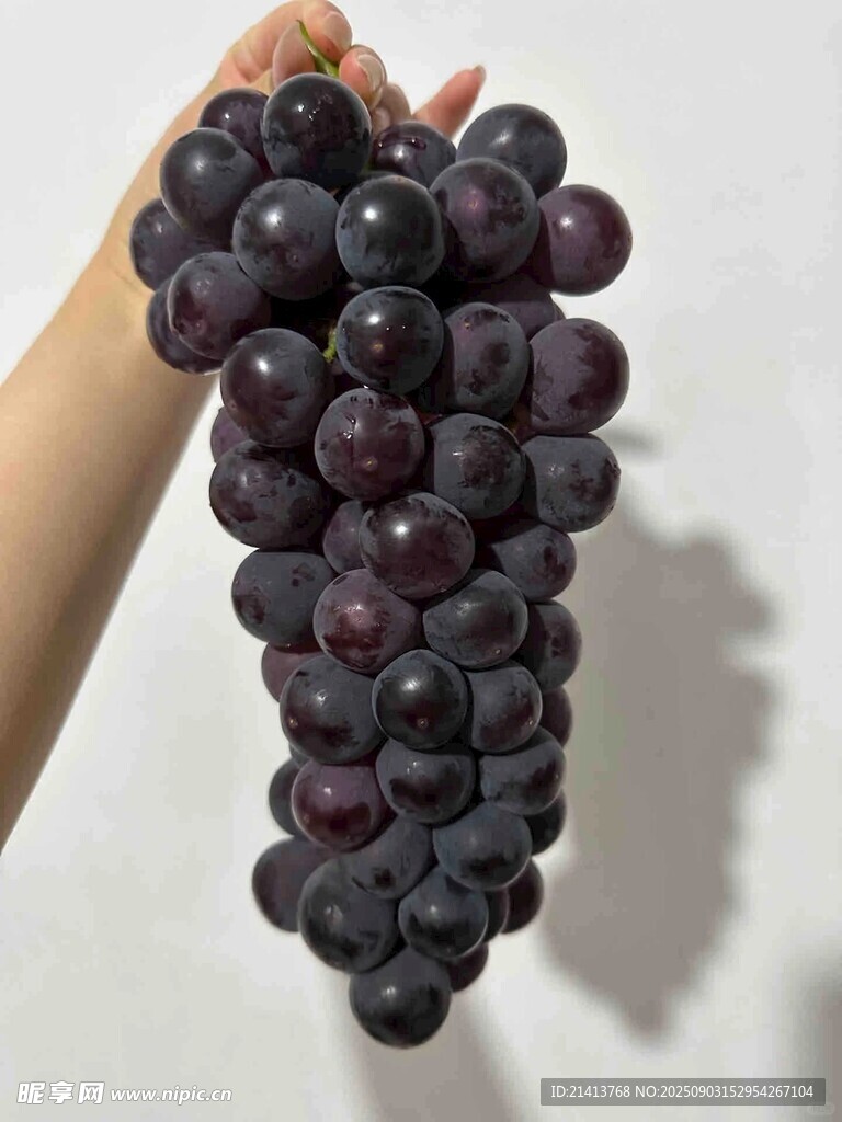 手捧紫葡萄