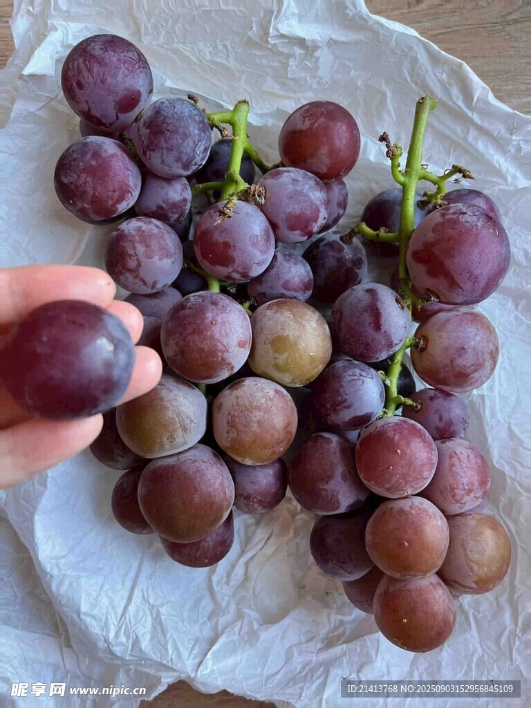 手捧紫葡萄特写