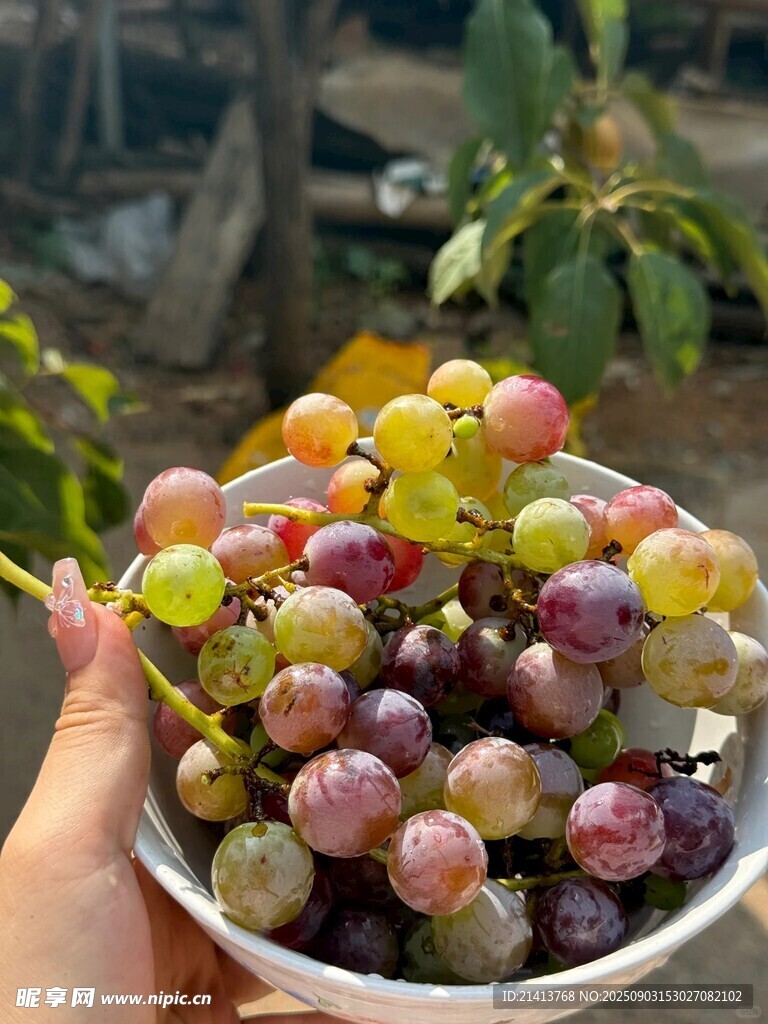 手捧多彩新鲜葡萄
