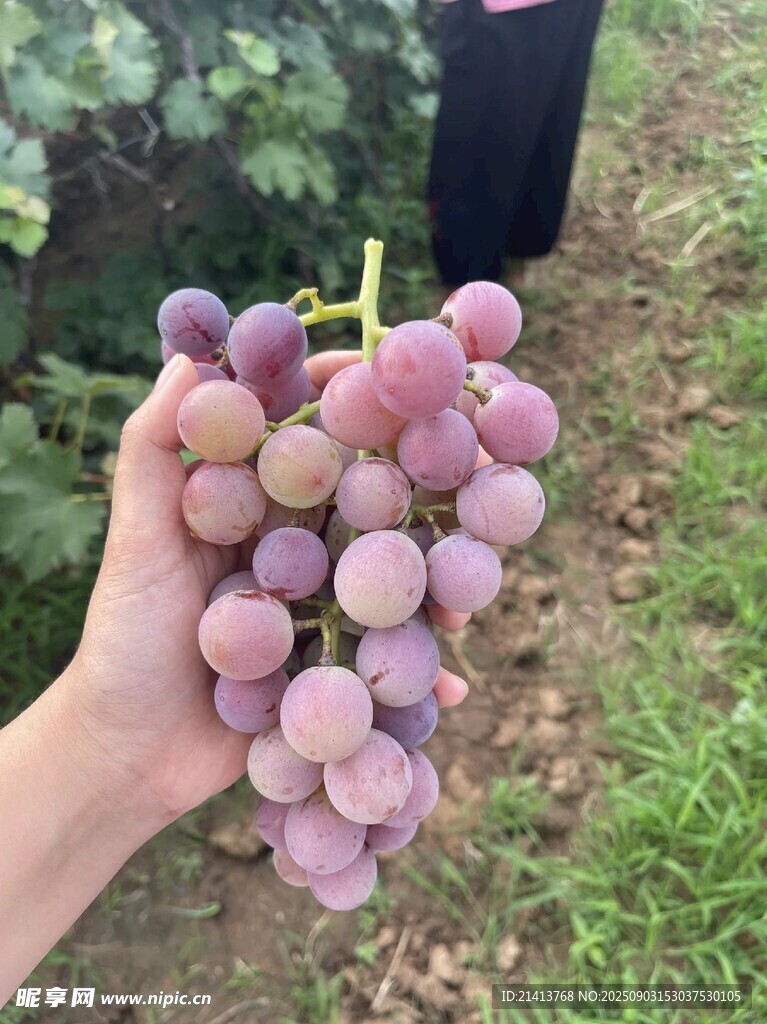 手捧紫葡萄