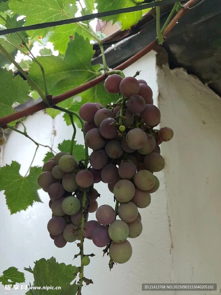 枝头紫葡萄 鲜嫩诱人