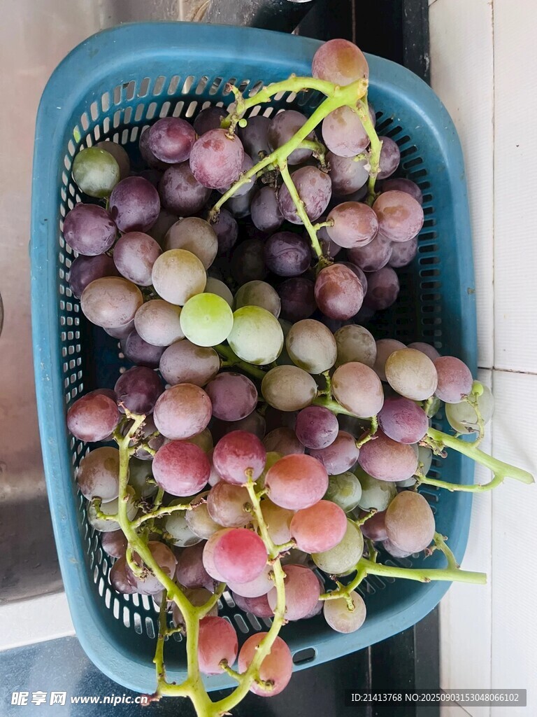 蓝筐中的多彩新鲜葡萄