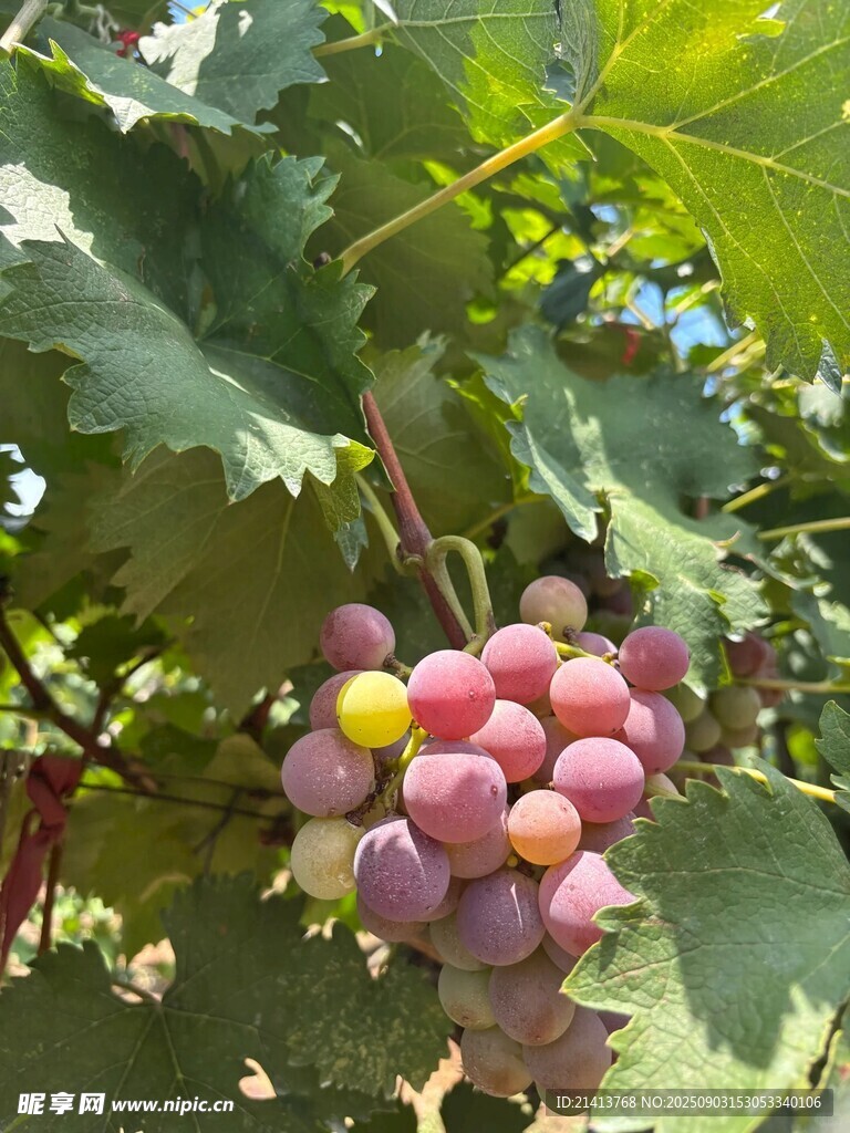 枝头紫葡萄 色泽诱人