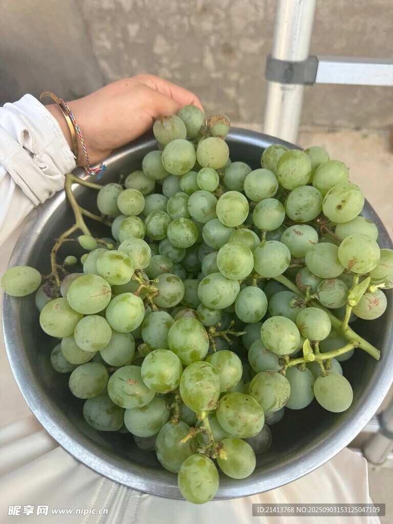 一盆新鲜的青葡萄