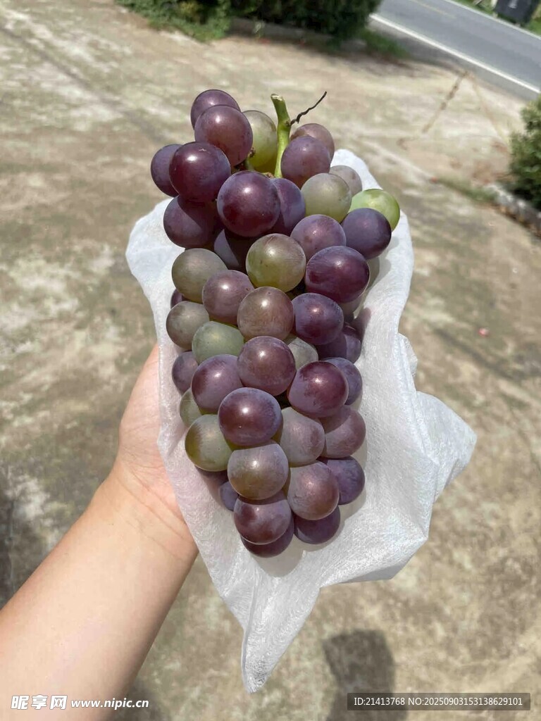 手捧紫葡萄