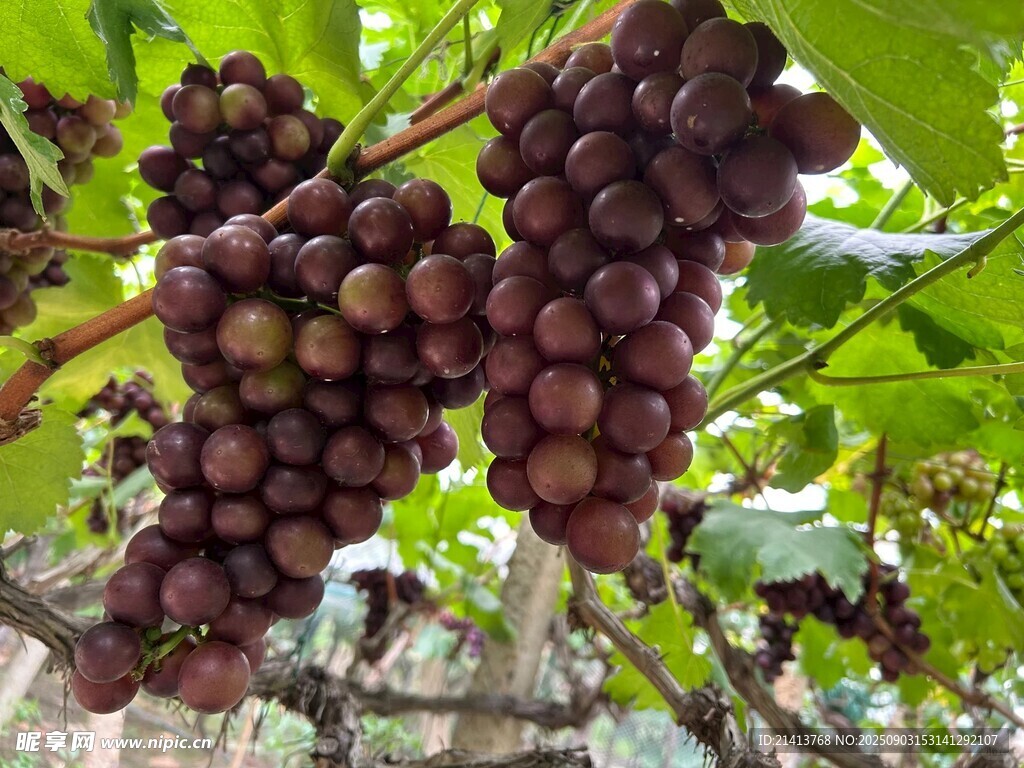 枝头紫葡萄 饱满诱人