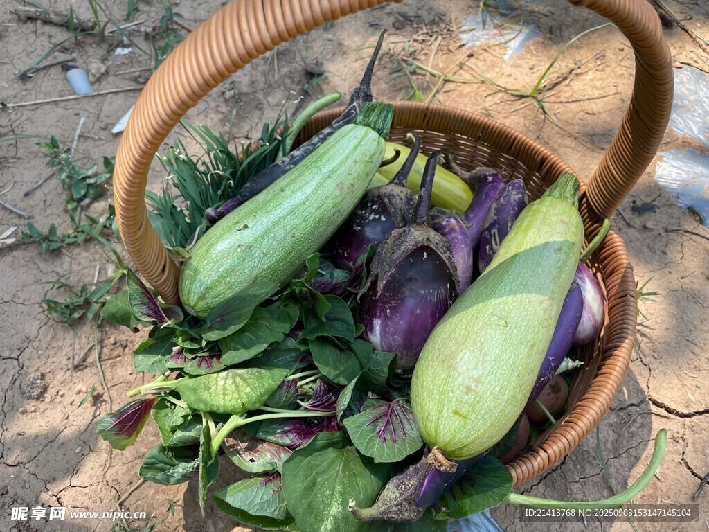 篮子里的新鲜蔬菜