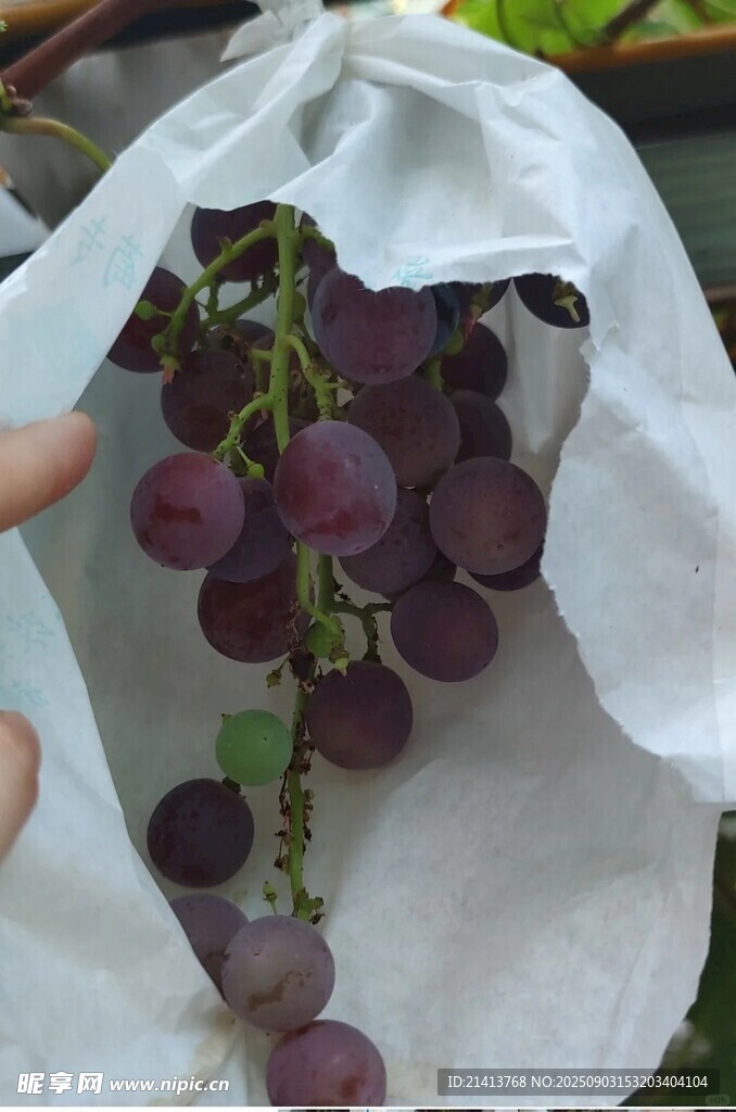 手捧袋中紫葡萄