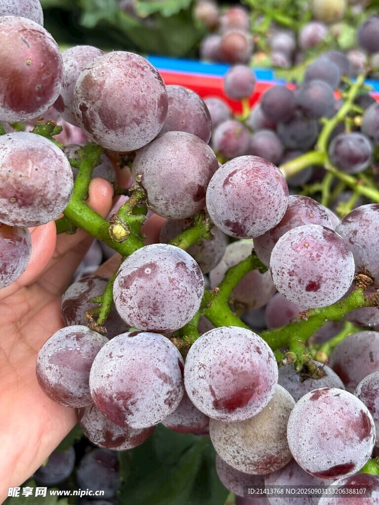 新鲜紫葡萄特写