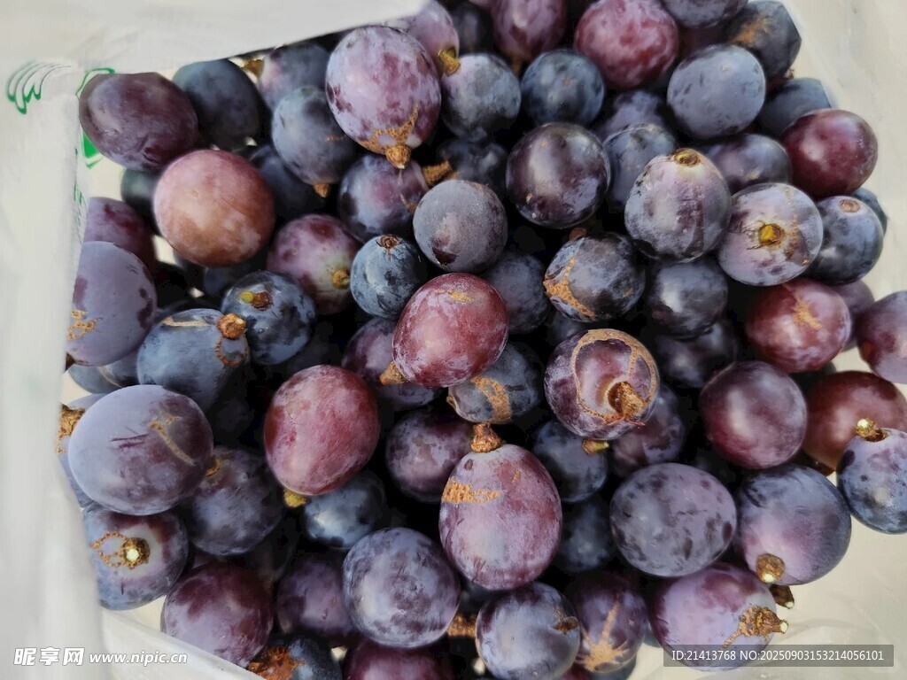 新鲜紫皮无花果果实满满
