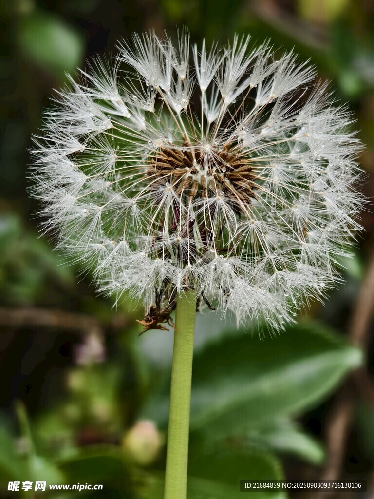 蒲公英