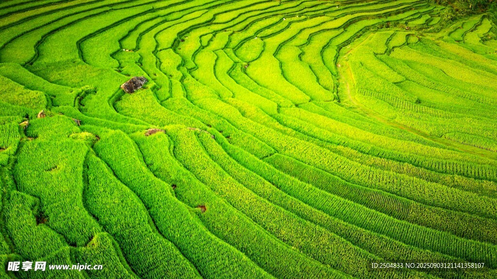 翠绿梯田美景