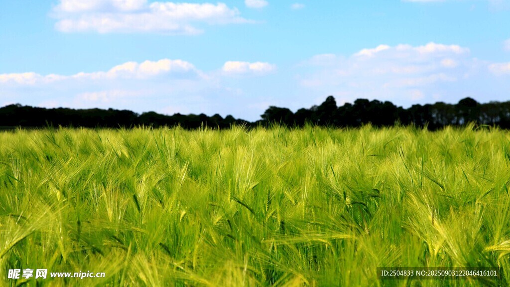 翠绿麦田 蓝天白云美景