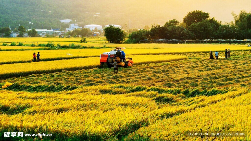 夕阳下的金黄稻田与农机
