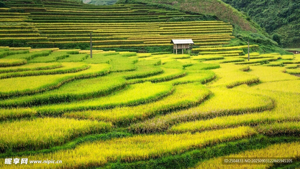 金黄梯田美景