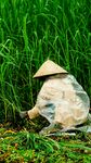 稻田中劳作的戴斗笠农人