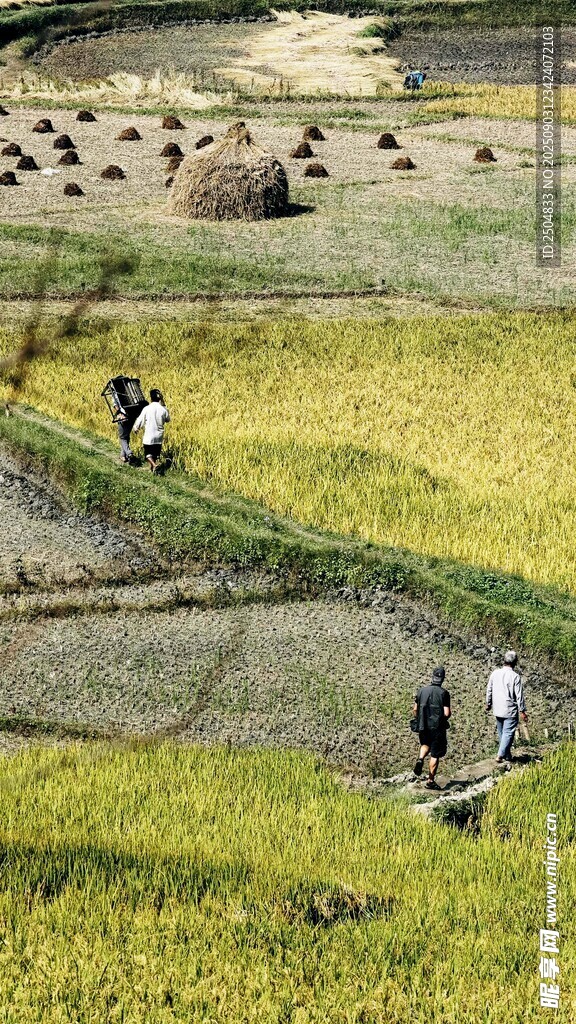 稻田劳作景象