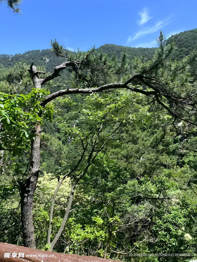 山间松树