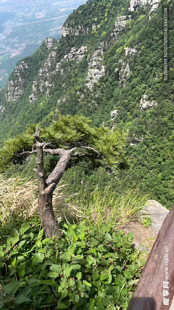 山间孤松