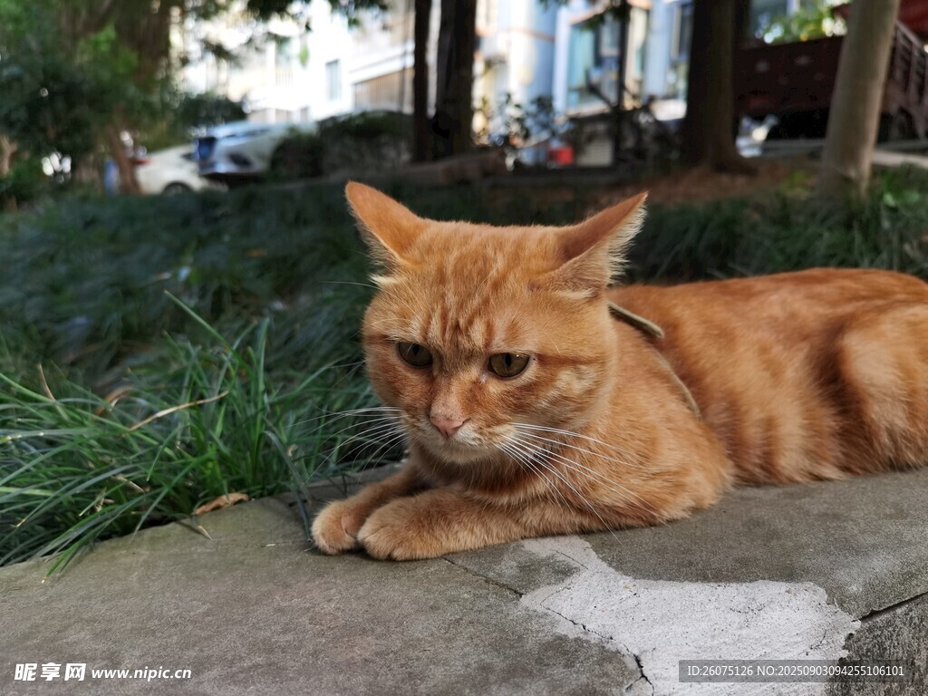 橘猫趴地休憩