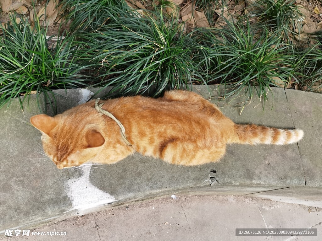 橘猫于绿植旁惬意休憩