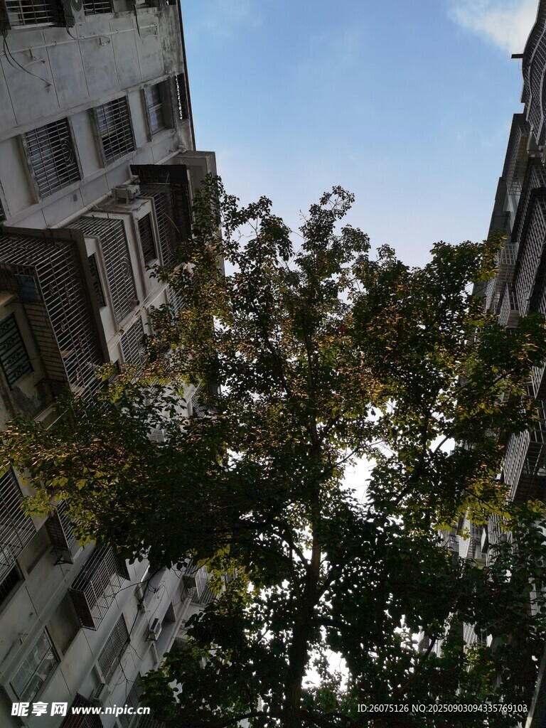 楼房间繁茂树木景观