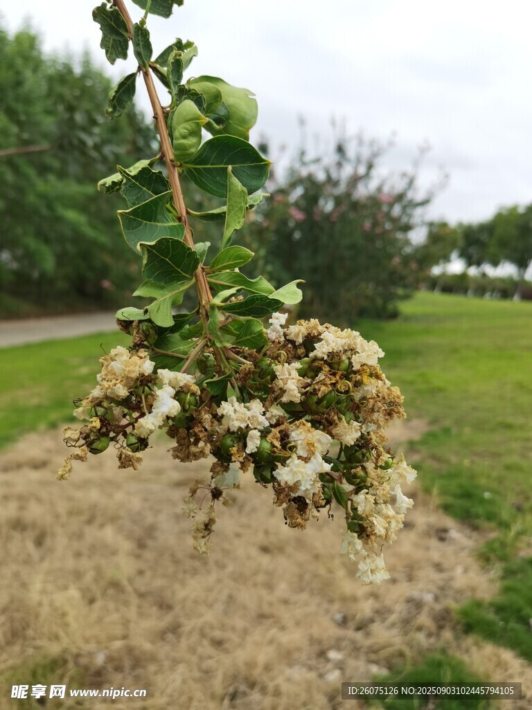 枝头枯萎的紫薇花