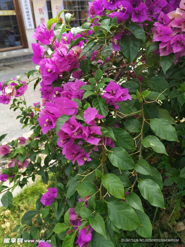 艳丽三角梅绽放