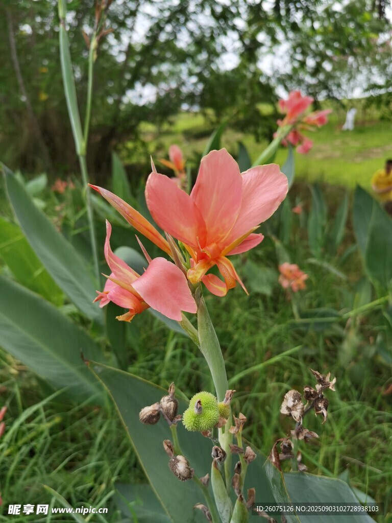 娇艳粉色花朵绽放于绿野