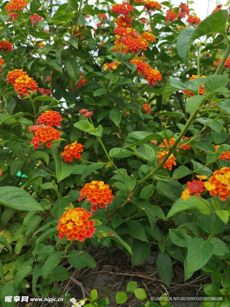 鲜艳橘色花朵绽放绿叶间