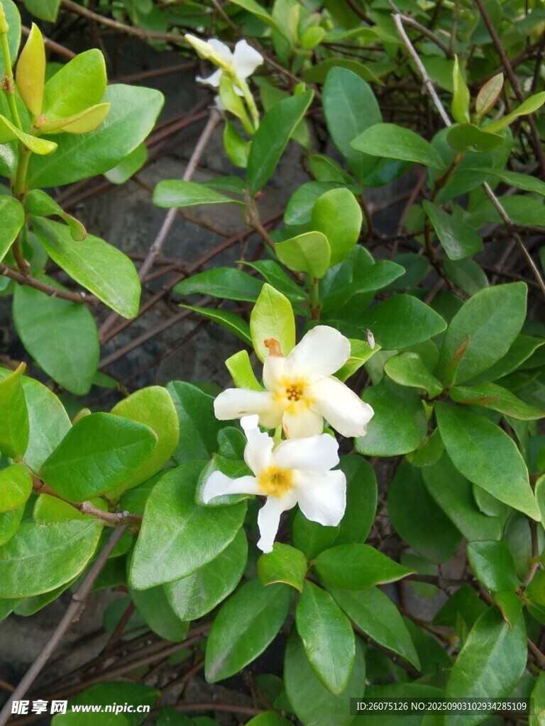 绿叶丛中的白色小花