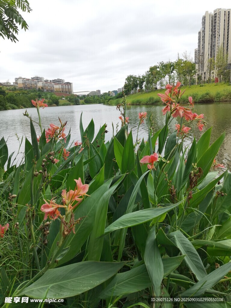 湖畔绿植与娇艳花卉景观