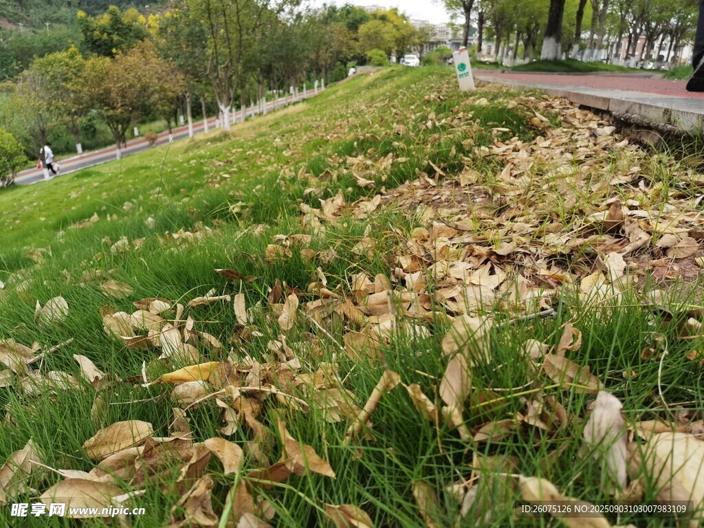 秋日草地落叶景致